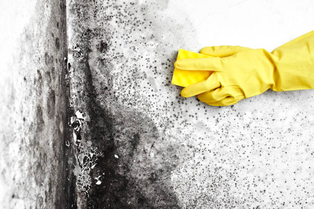 Best Industrial Mold Remediation  in Wyoming, PA